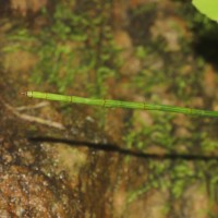 Equisetum ramosissimum  Desf.